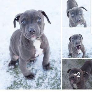 Meet your Posher, Bob